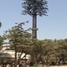Artificial Pine Trees